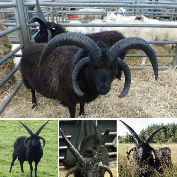 A ovelha Hebridean tem quatro chifres