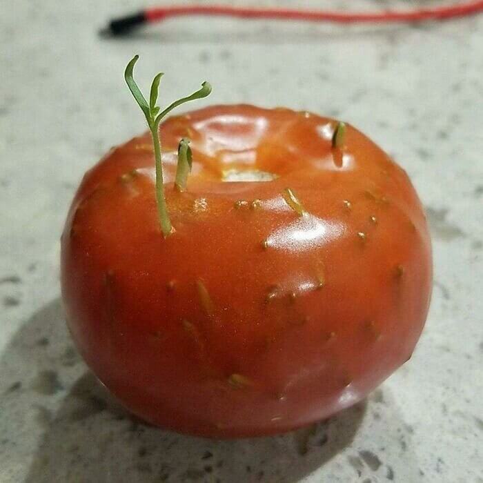 Viviparidade em um tomate