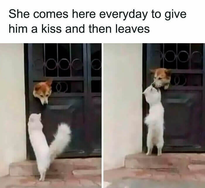 The Secret Relationship Between a Cat and Dog Exposed!