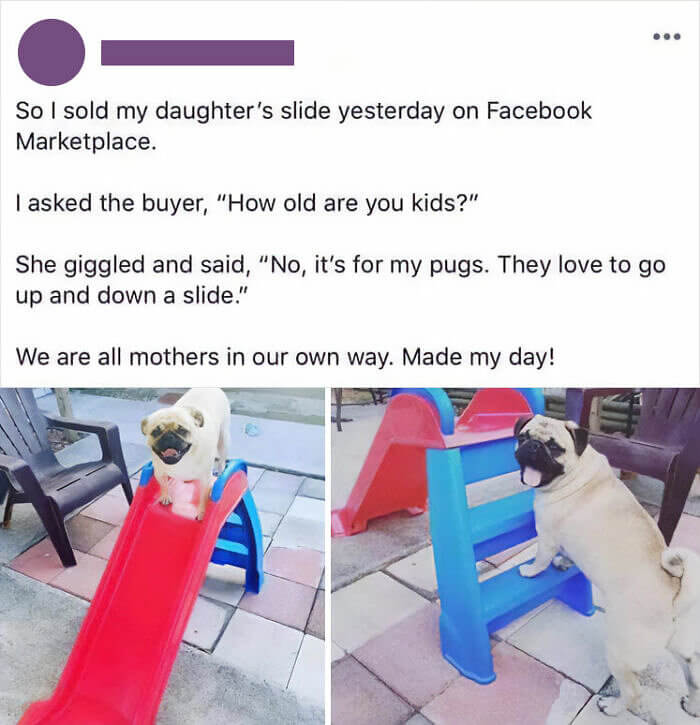 These Pugs Know How to Play in Style