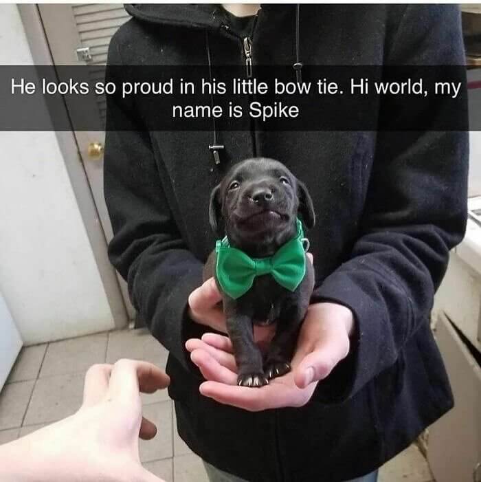 When Your Dog's Bow Tie Is Bigger Than Its Head