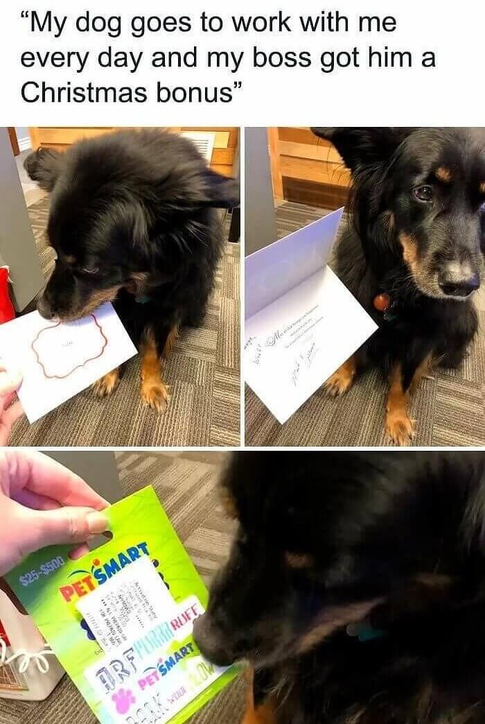 When Your Doggo Gets a Raise Before You
