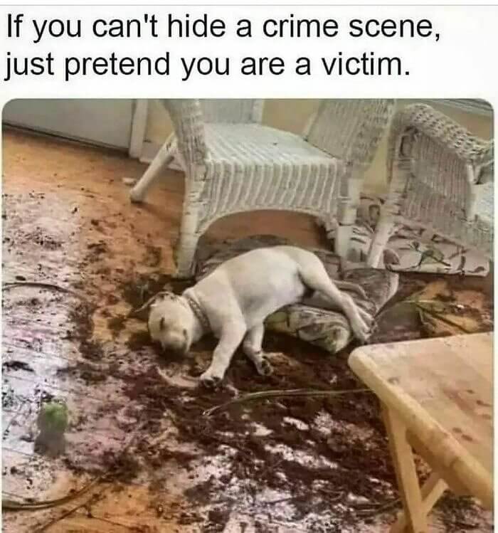 Help, Some Cats Broke in