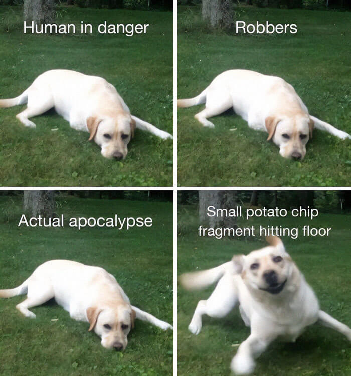 Dog Priorities Explained