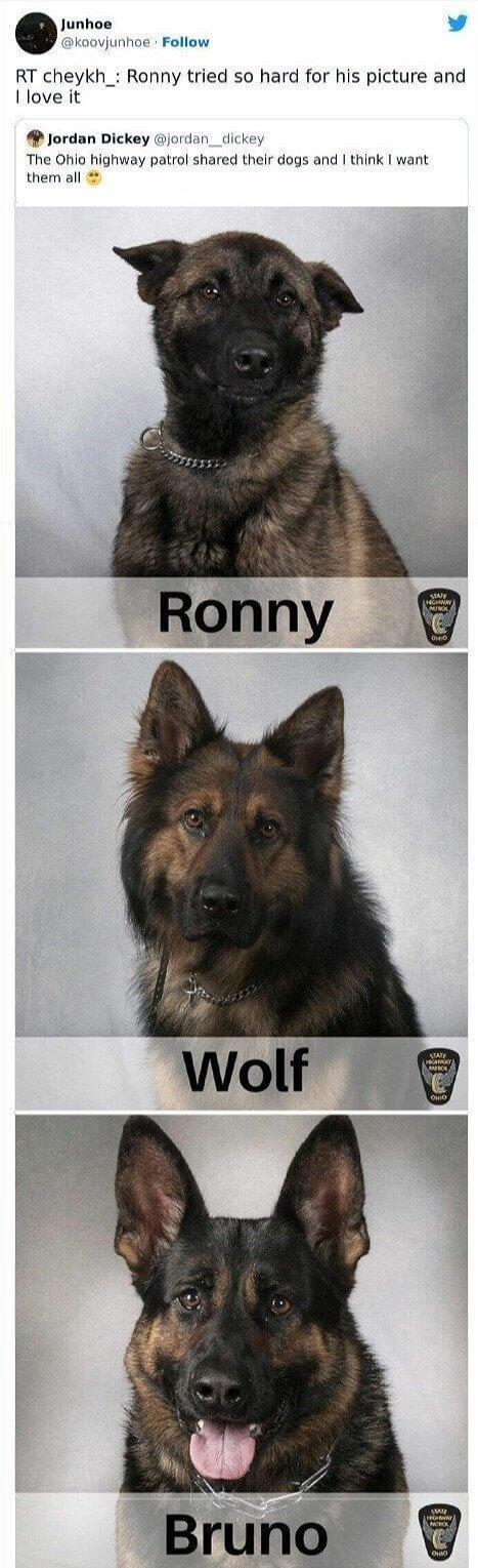 When the D in Dog Stands for Dignified