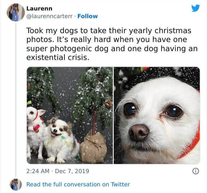 When Your Dog Carries the Weight of the World on Their Shoulders