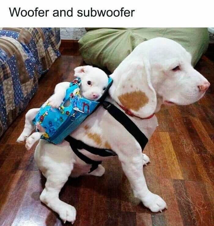 Stay-At-Home Dog Mums Be Like