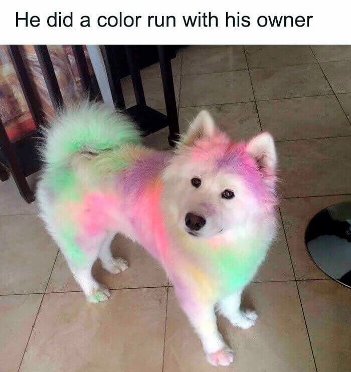 Rainbow Dog, Rainbow Dog, Does Whatever a Rainbow Dog Does...