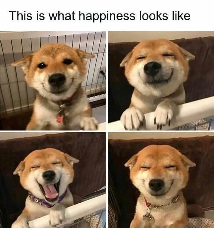 Just Practicing Their Good Boy Face