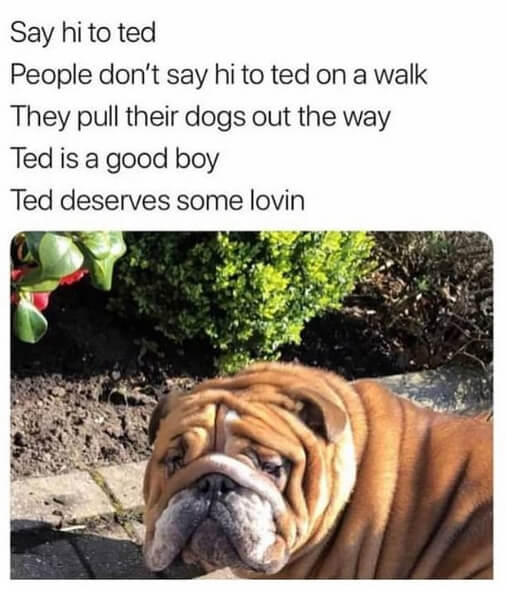 Say Hi to Ted