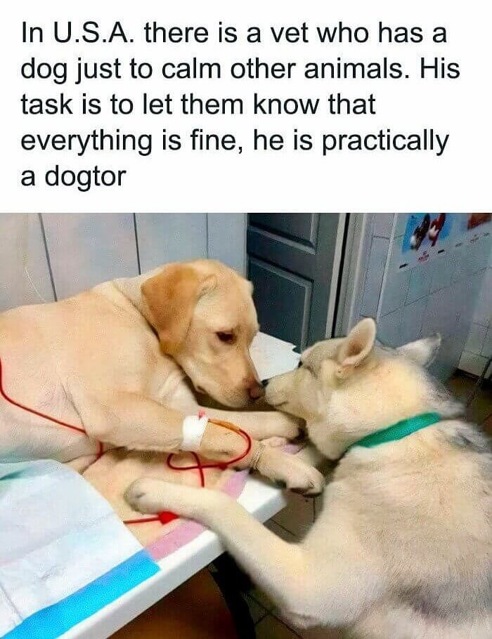The Dogtor Will See You Now