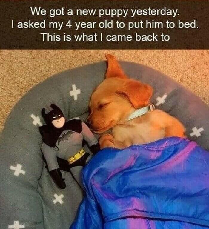 Batdog