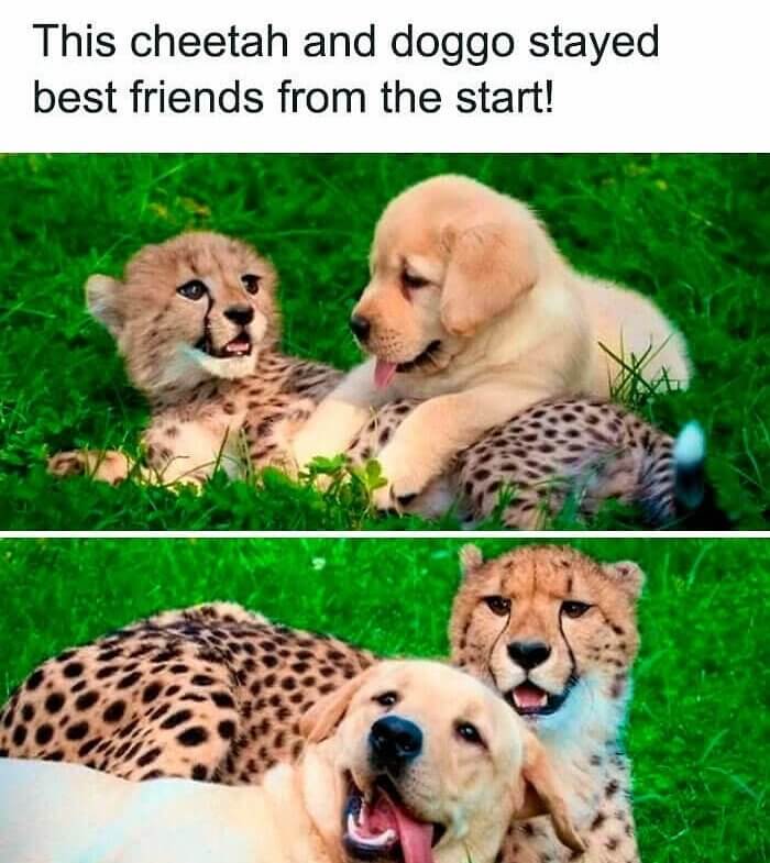 Cheetah and Retrievah