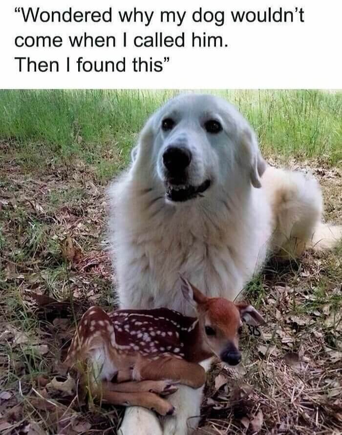 When Your Dog Adopts Bambi