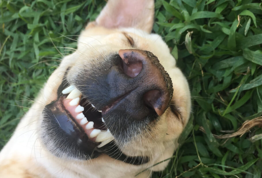 Dog Memes That Instantly Made Our Day Brighter