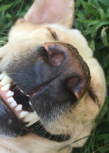 Dog Memes That Instantly Made Our Day Brighter