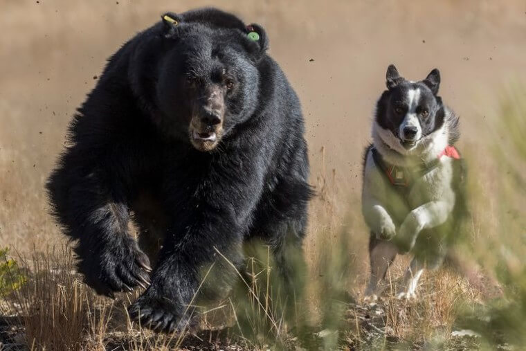 Pit Bull Versus Bear