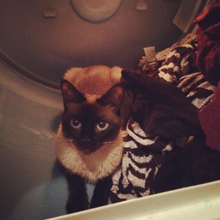 Some Cats Really Do Have Nine Lives