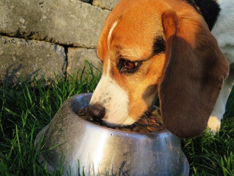 Food And Water Bowls