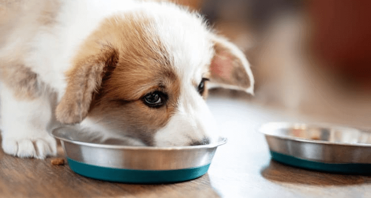Food And Water Bowls