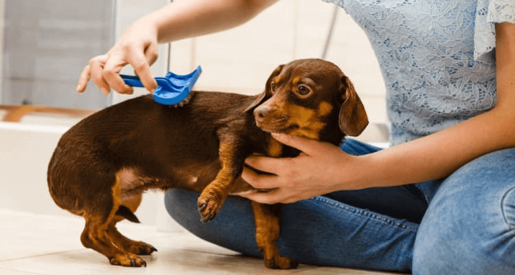 Grooming Products