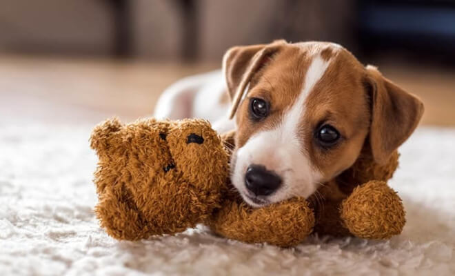 How To Prepare For Your New Puppy In 10 Steps