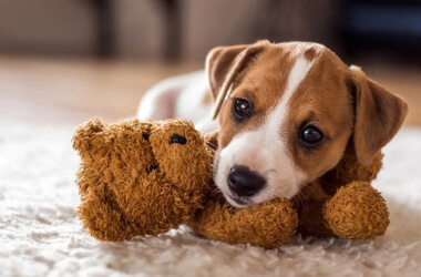 How To Prepare Your Home For Your New Puppy In 10 Steps