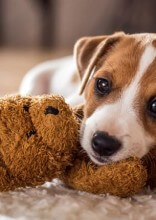 How To Prepare Your Home For Your New Puppy In 10 Steps