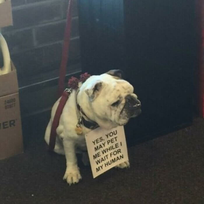 Maybe This Would Work for Humans Too