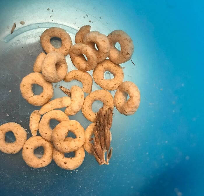 Cereal Really Is Made Using Whole Grains