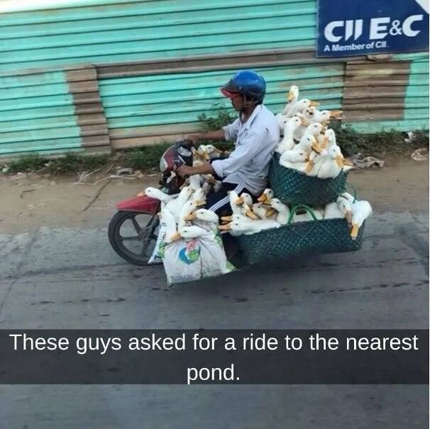 They're Carpooling