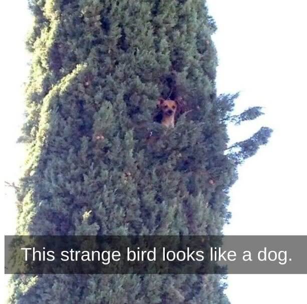 How Did He Even Get Up There?