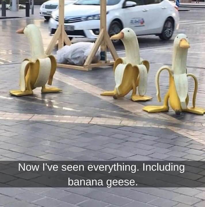 The Banana Duck Rebellion Has Begun