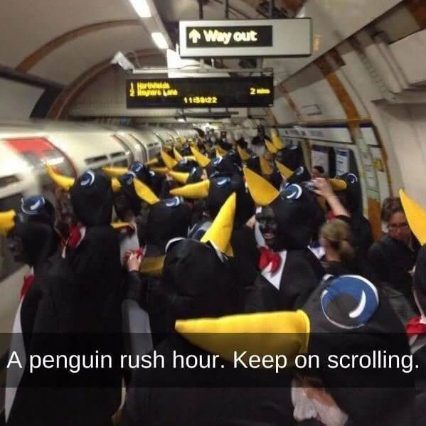 Nothing to See Here, Just Penguin Rush Hour