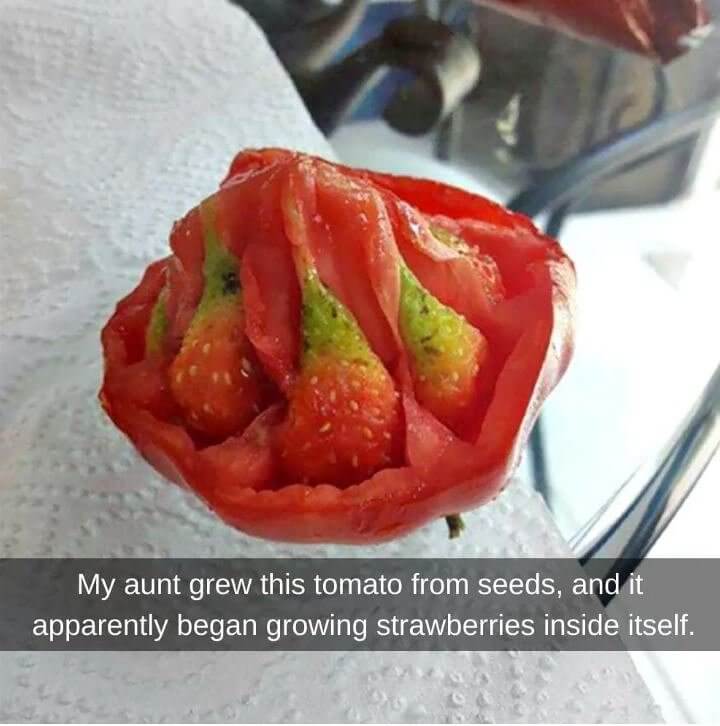 A Tomato-Strawberry Monster
