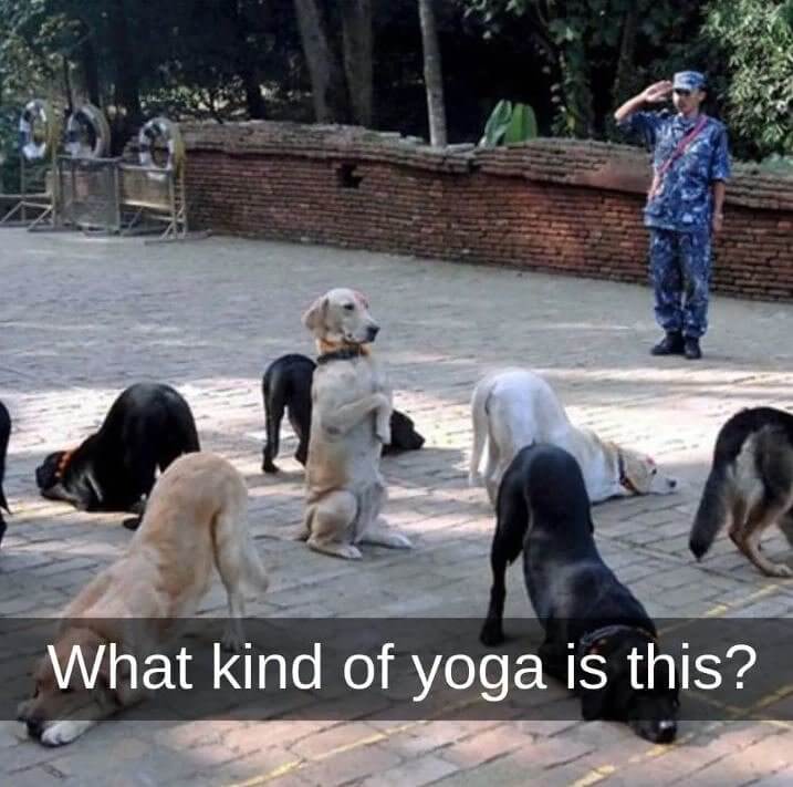 Is This Some Kind of Dog Cult?
