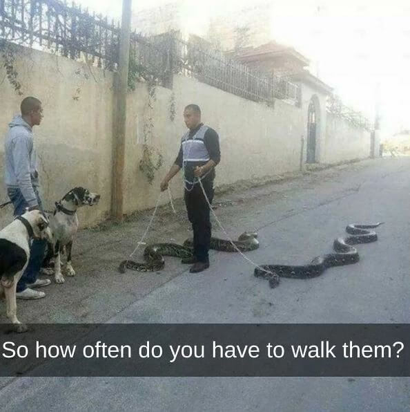 Even the Dogs Are Confused