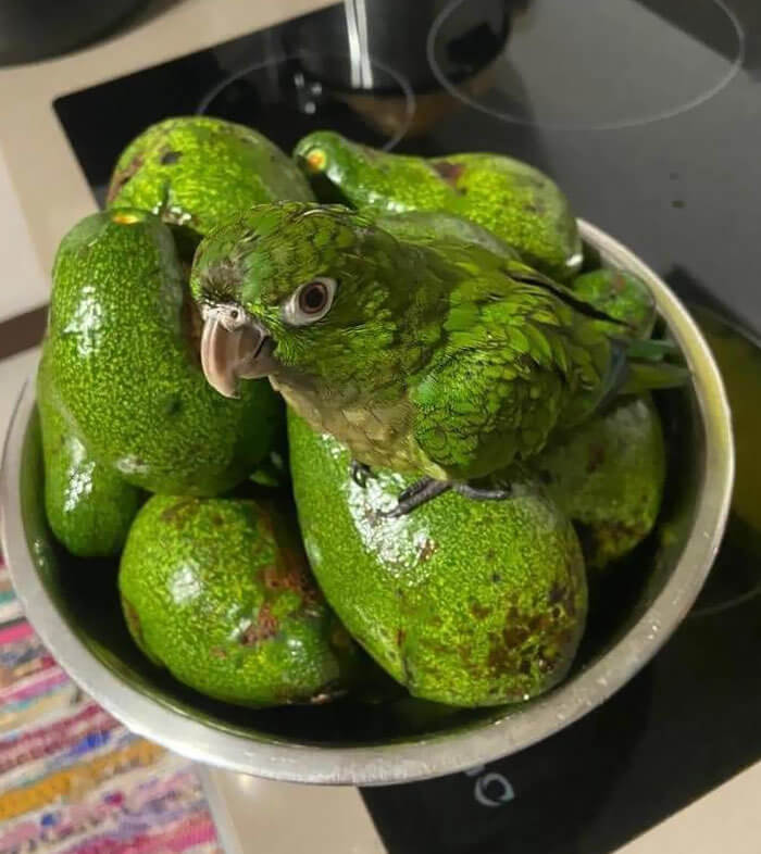 Avocado Bird