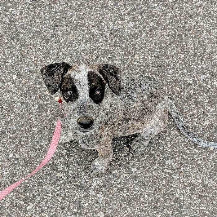 Another Invisible Dog