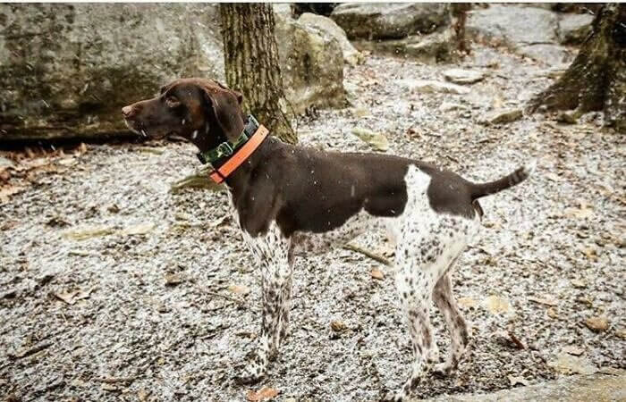 A Dog's Natural Camouflage