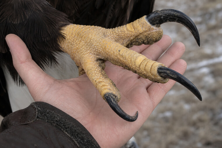 Eagle Talon Dwarfing a Human Hand