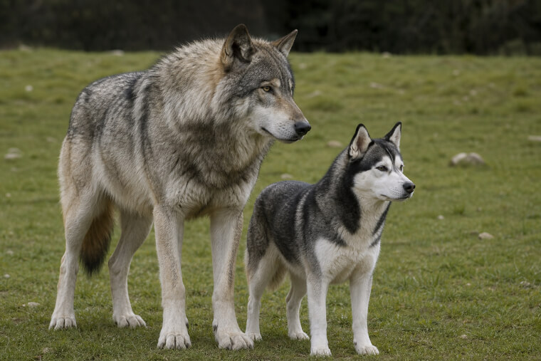 Wolf Standing Beside a Husky Dog