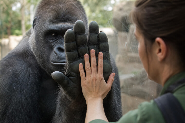 Gorilla Hand Pressed Against a Human Hand