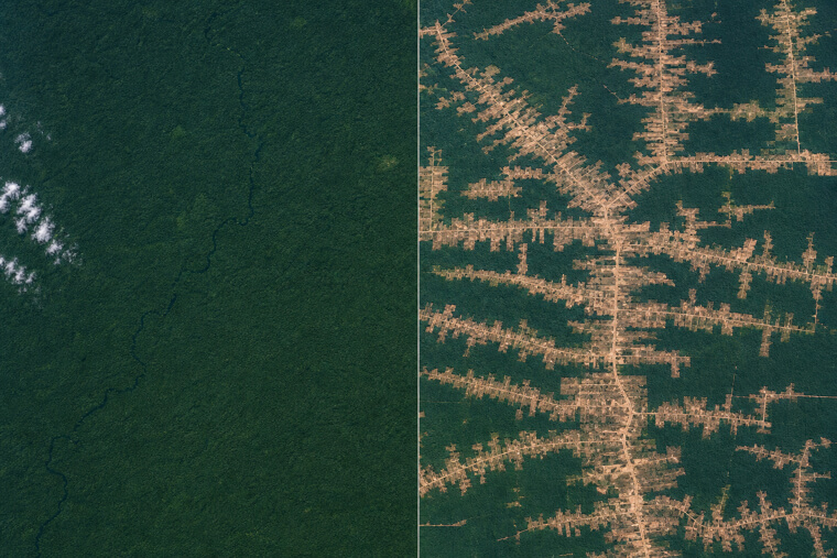 Amazon Deforestation: Same Spot, 1984 vs 2024