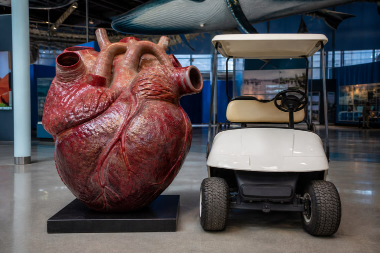 Blue Whale Heart Compared to a Golf Cart