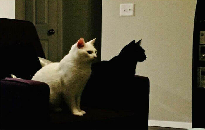 Two Cats Or A Cat With Its Shadow?