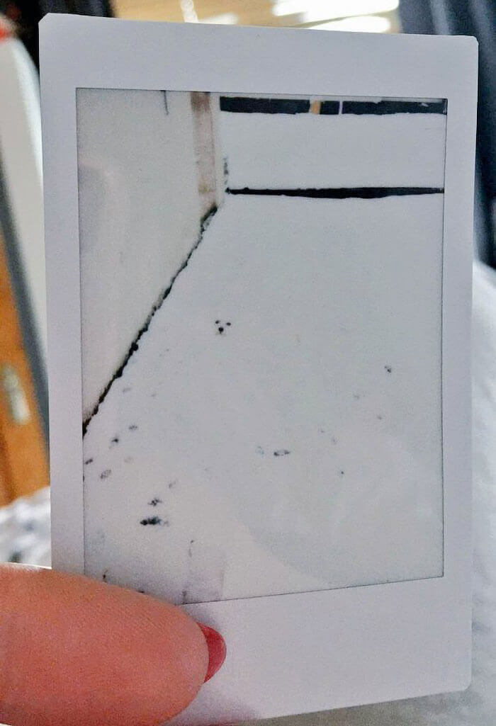 No Need For Snowmen With This Dog