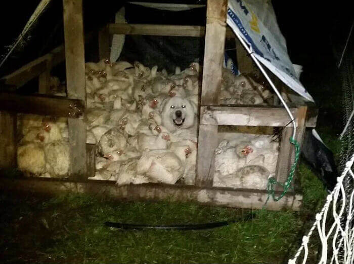 Where's Waldo: Dog Edition