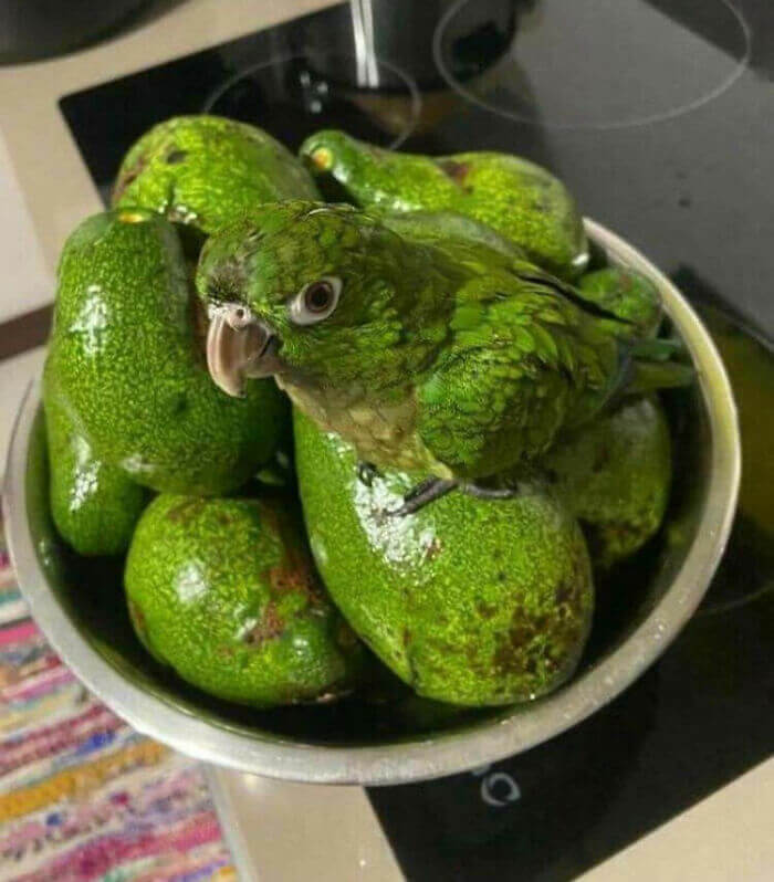 Warning: This Avocado Will Bite