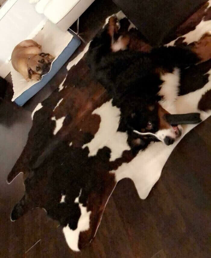 Cowboy Dog In Training